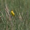 Yellow Wagtail